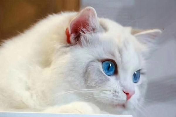 布偶猫瘦的原因有哪些