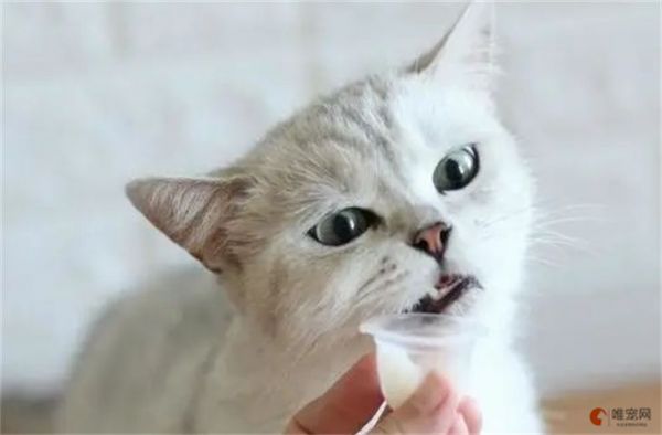 猫咪瘦了是什么原因 怎么快速变胖