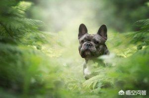 狗狗吃什么亮毛发(狗狗毛发干枯无光泽吃什么)-警犬训练器材厂家 _警犬装备生产厂家_警犬训练设备厂家-南京开久