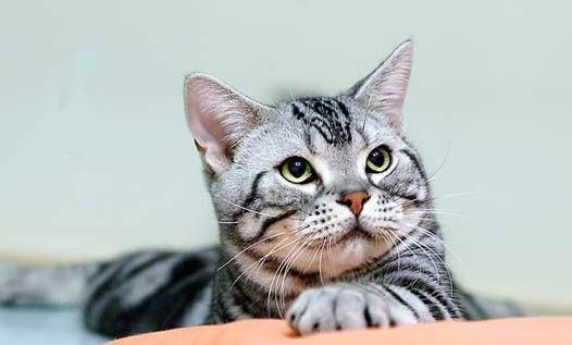 宠物猫可以从小吃饭吗为什么