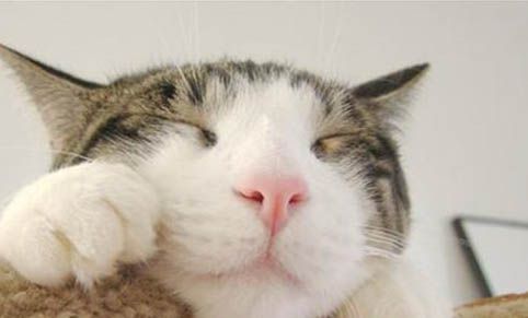 宠物猫可以从小吃饭吗为什么