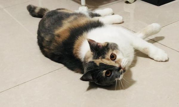 小猫搭地铁怎么办（宠物搭乘地铁需要注意什么）