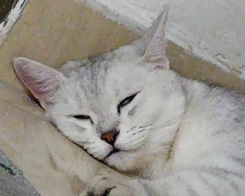 小猫搭地铁怎么办（宠物搭乘地铁需要注意什么）