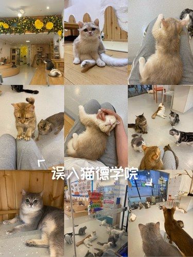 被猫包围的快乐真好
