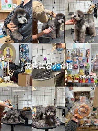 潦草小狗变身 终于在西区找到满意的宠物店