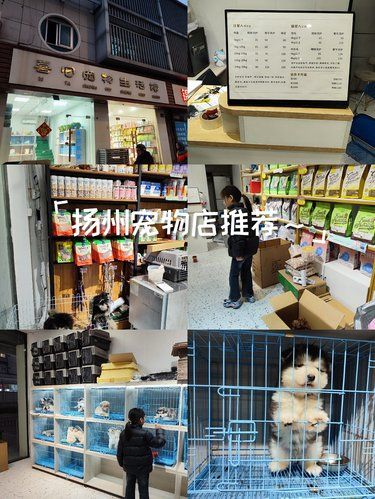 扬州宠物店推荐～喜它宠物