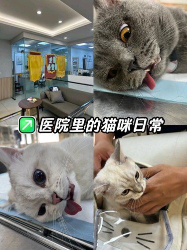 医院里的猫咪日常