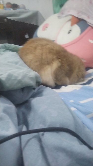 单身狗的今晚加餐