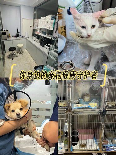 带着毛孩子体检的一天。