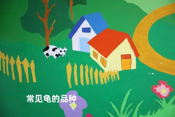 常见龟的品种