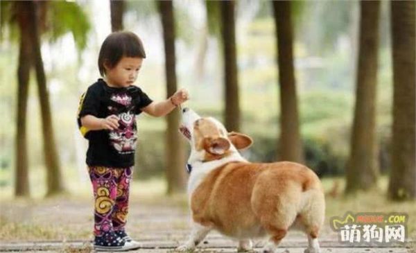 陪伴孩子成长——八种适合家有小孩养的狗