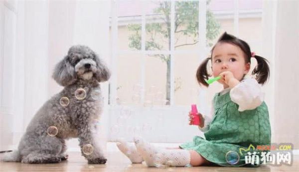 陪伴孩子成长——八种适合家有小孩养的狗