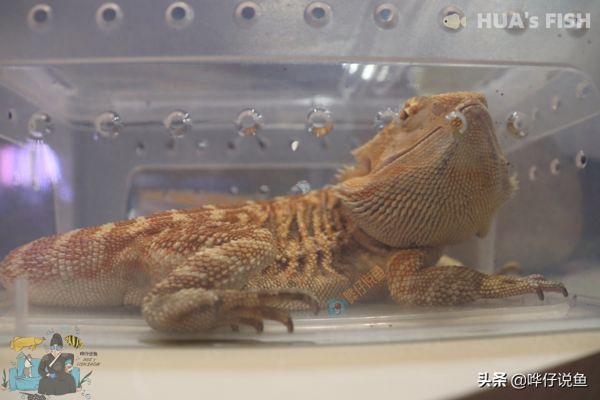 2019年上海宠物国际会展奇葩宠物大合集，独角仙独领风骚引围观