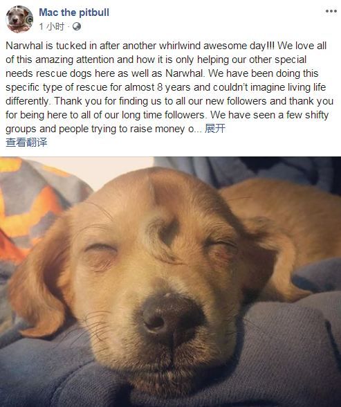 日前，美国一家动物救援组织发现了一只头上长着“小尾巴”的狗狗，就像独角兽一般。图片来源：社交媒体截图。