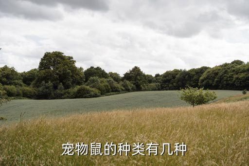 宠物鼠的种类有几种