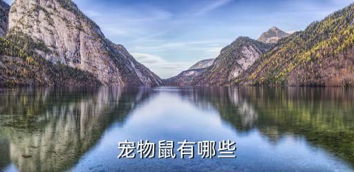 宠物鼠有哪些