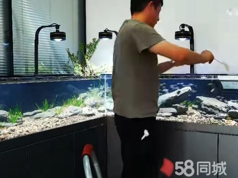 九凌鱼景水族服务·鱼缸定期维护,鱼缸造景,鱼缸清洗,水族一站式服务