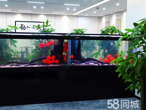 九凌鱼景水族服务·专业鱼缸清理,鱼缸造景,鱼缸定期维护,鱼缸清洗,鱼