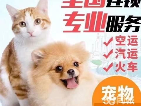 悠乐宠物托运·悠乐宠物托运，猫猫狗狗小宠专车上门接送，大平台安全高效火车陆运空运