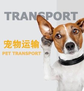 福州比较好的宠物狗运输公司
