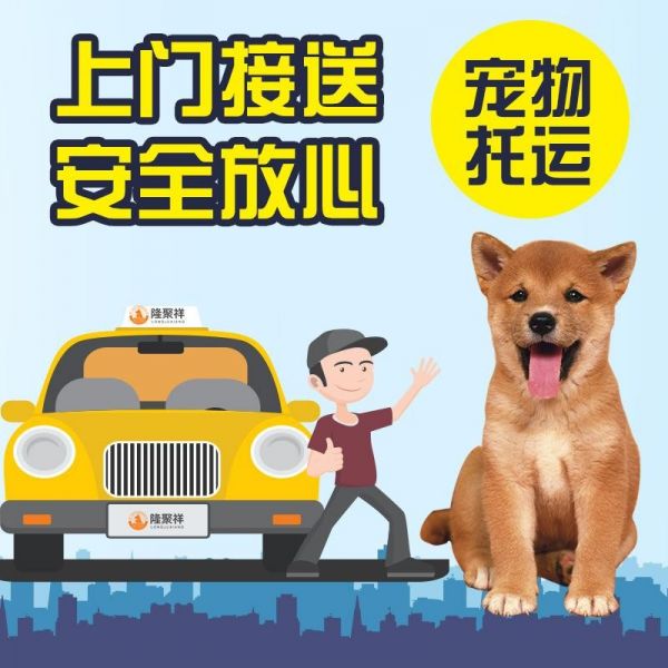 福州比较好的宠物狗运输公司
