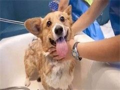 福州专业纠正狗的坏毛病-训犬教练电话