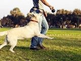 福州宠物训练多少钱-训犬教练电话