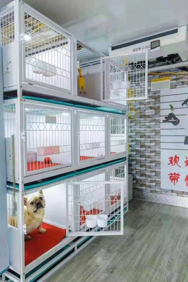 南京如何宠物托运怎么办了