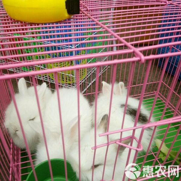  宠物兔猫猫兔道奇兔猫猫兔新品种兔养殖场直销