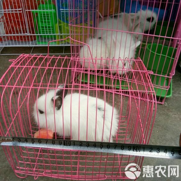  宠物兔猫猫兔道奇兔猫猫兔新品种兔养殖场直销