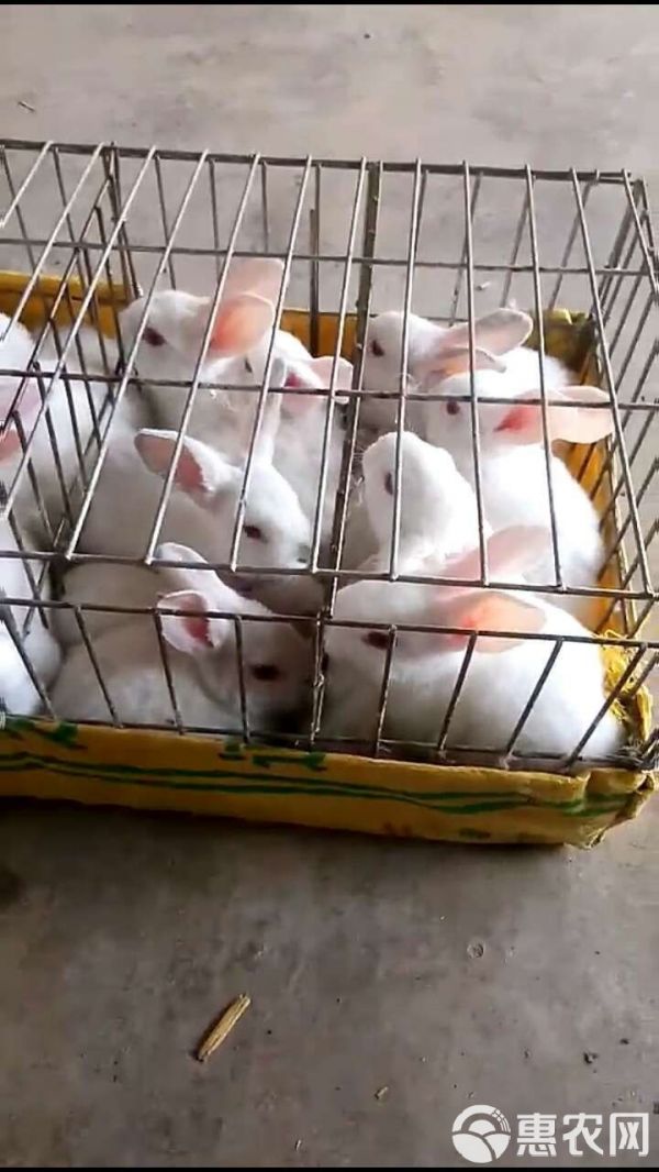  宠物兔猫猫兔道奇兔猫猫兔新品种兔养殖场直销