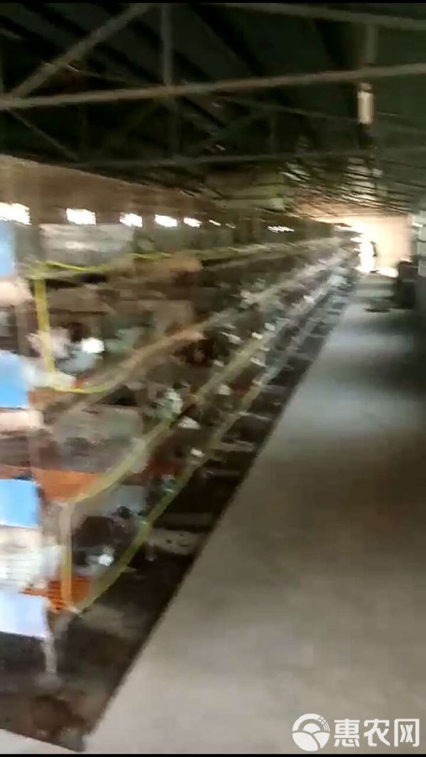  宠物兔猫猫兔道奇兔猫猫兔新品种兔养殖场直销