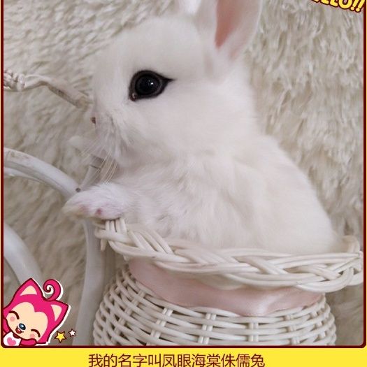 熊猫兔 宠物兔,道奇侏儒兔,海棠凤眼西施侏儒兔,茶杯兔,长不大宠物兔