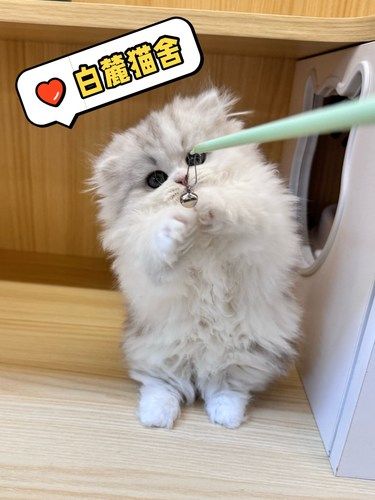 在成都买到了报恩小乖喵‼️