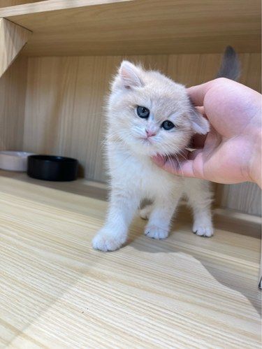 这里的猫猫性格真的超好