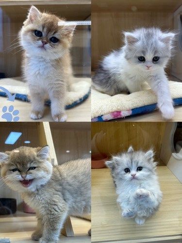 千万别去这家选猫不然我怕你走不动路～