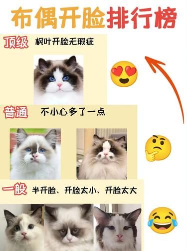 布偶开脸竟有这么多秘密❗