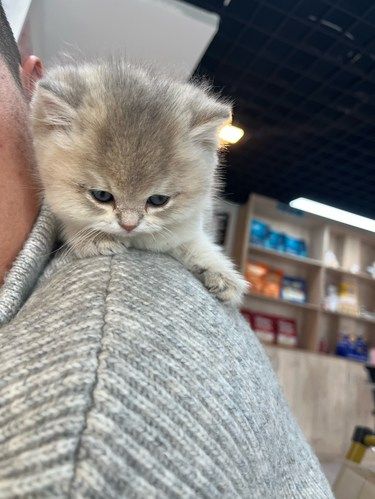 在白麓猫舍带走的小蓝金