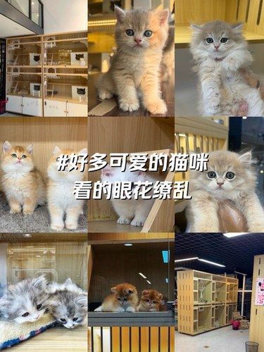 家人们这怎么选呀 都好可爱！