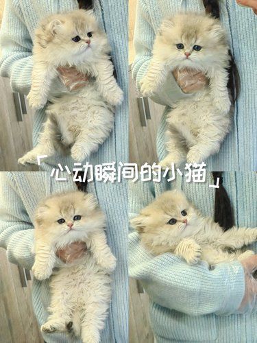 家有新成员，快来看看