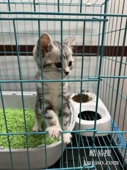 安阳宠物托运 24小时在线宠物托运平台