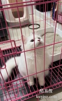 安阳宠物托运 24小时在线宠物托运平台