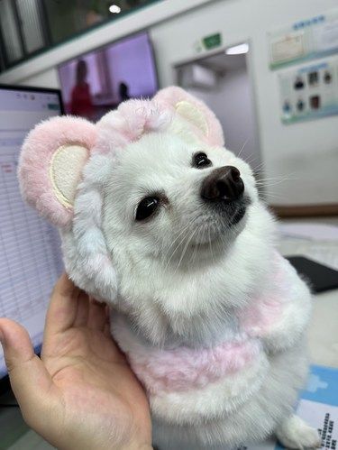 小猪狗狗大冒险