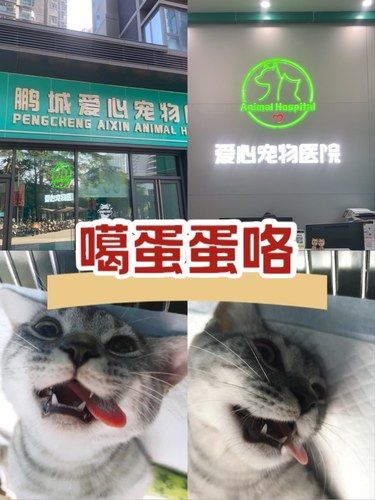 终于带我家的小公猫去噶蛋了