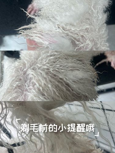 毛孩子为什么要开结