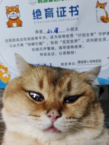 专业又贴心的绝育体验感谢吴家乐医生