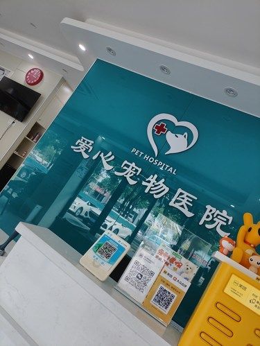 猫咪侧切绝育手术！