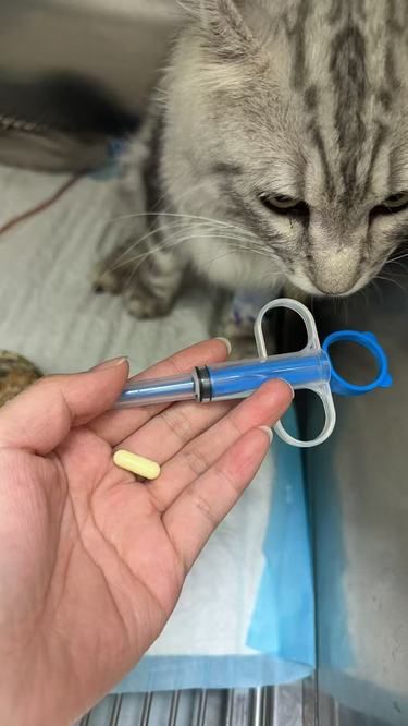 别让猫咪泌尿道问题成隐患，这些要注意！