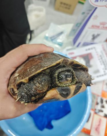 爱心宠物医院：龟龟烫伤救治记与养护科普