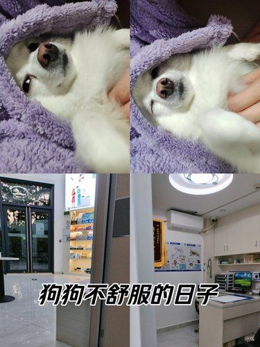 驱车一个多小时也要来的宠物医院